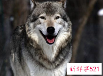 狼的祖先进化图