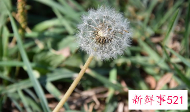 蒲公英的功效作用