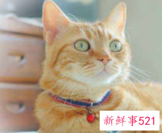 棉花被被猫尿的全是的怎么办