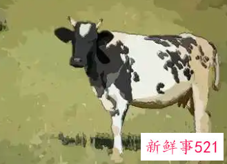 97年属牛女人感情和婚姻