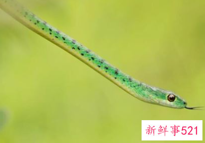 怀孕梦见蛇变成龙飞天是什么意思