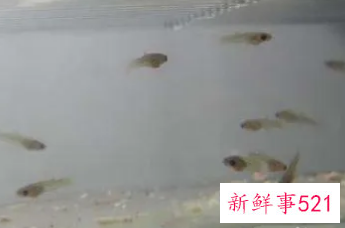 刚出生的小鱼怎么喂养