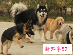 梦见到处是狗什么意思