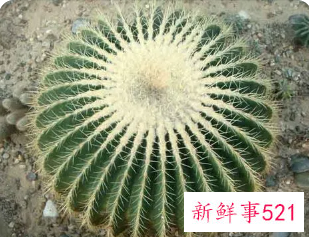 仙人球怎么才能爆头