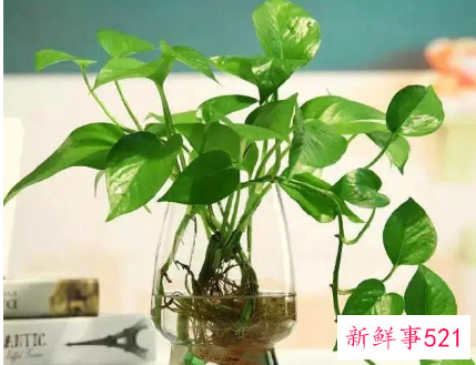 绿萝浇什么才能更旺盛