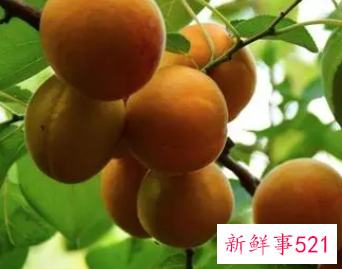 梦见一树绿杏子是什么意思