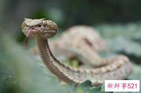 老人梦见蛇是什么含义