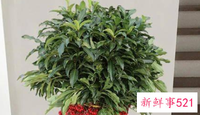 过年买的桃花会结果吗