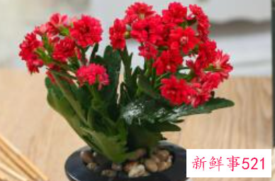 过年买的桃花会结果吗