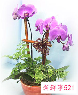 绿白蝴蝶兰花语和寓意