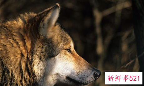 狼的祖先进化图