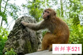 属猴的女人佩戴什么招财