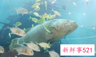 梦见把小鱼弄死了