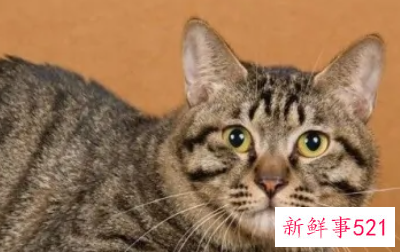 最适合新手养的猫排名