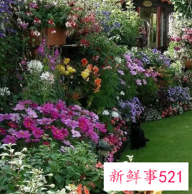 为什么门前不能种花