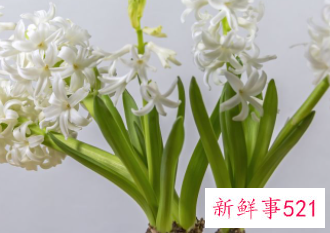 兰花的寓意和风水