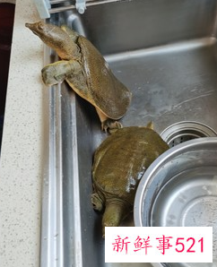 甲鱼煲鸡汤的做法