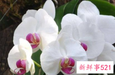 绿白蝴蝶兰花语和寓意