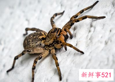 梦见蜘蛛咬了自己一口