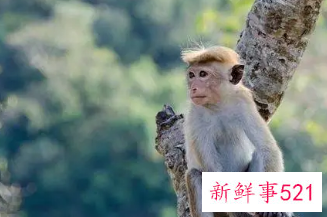 属猴的女人佩戴什么招财