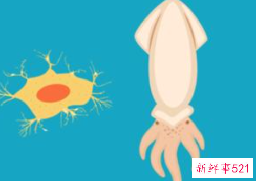 梦见鱿鱼有什么样寓意