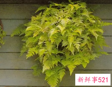 梦见羊齿科植物