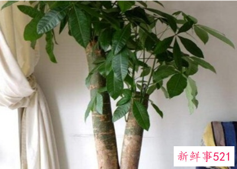 发财树有讲究吗