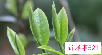 早上空腹喝绿茶好吗