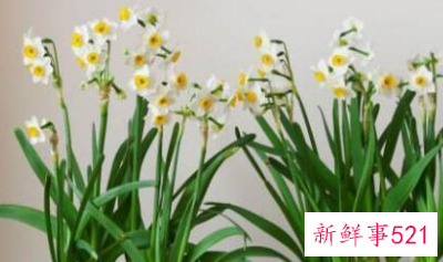 过年买的桃花会结果吗