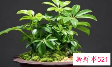 办公室最旺风水植物