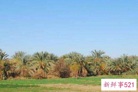 梦见绿洲代表什么寓意