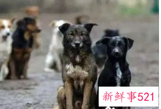 梦见到处是狗什么意思