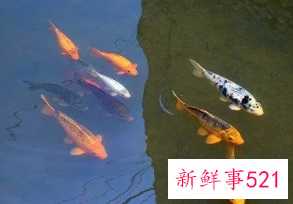 梦见把小鱼弄死了