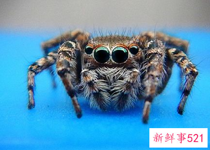 梦见蜘蛛咬了自己一口