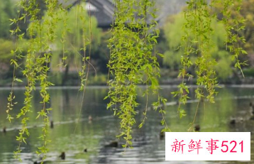 春天的寓意和象征的作文