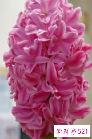 过年买的桃花会结果吗