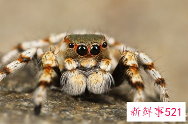 梦见蓝色大蜘蛛