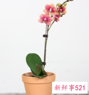 绿白蝴蝶兰花语和寓意