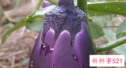 茄子把煮水能治咳嗽吗