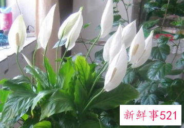 过年买的桃花会结果吗