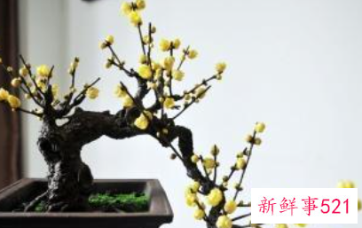 过年买的桃花会结果吗