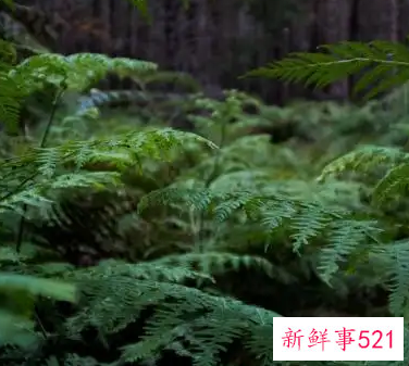 梦见羊齿科植物