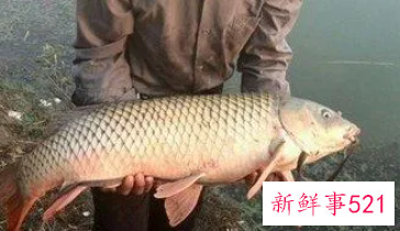 梦见别人手抓鱼要发财了