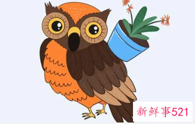 未婚女子梦见猫头鹰