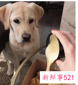 养宠物哪种比较好