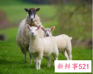 属羊的人适合做什么职业