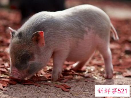 梦见小猪的寓意