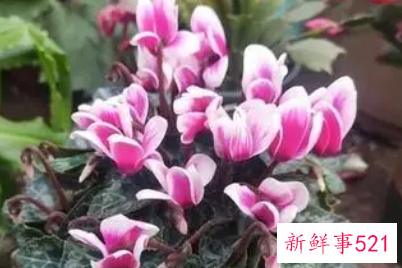 仙客来不开花怎么办