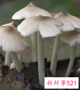 女人吃什么越来越年轻漂亮