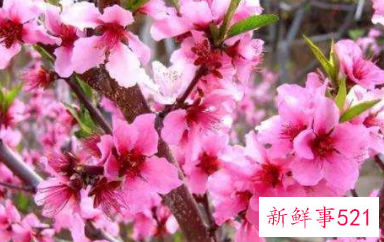 过年买的桃花会结果吗